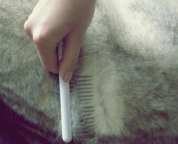 Pielęgnacja włosów Siberian Husky – Jak czesać Siberian Husky?