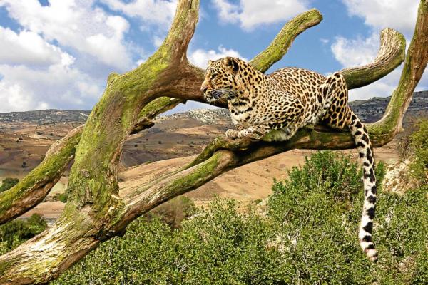 Dlaczego jaguarowi grozi wyginięcie?  - Jak uniknąć wyginięcia jaguara?