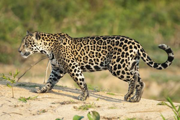 Dlaczego jaguarowi grozi wyginięcie?  - Ile jaguarów zostało na świecie? 