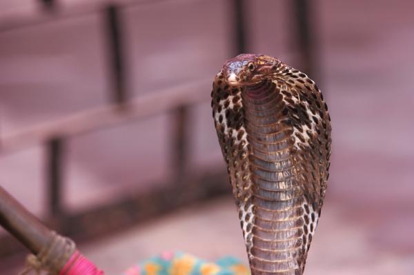Najbardziej jadowite węże na świecie - jadowite węże azjatyckie
