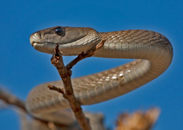 Najbardziej jadowite węże na świecie - jadowite węże afrykańskie 