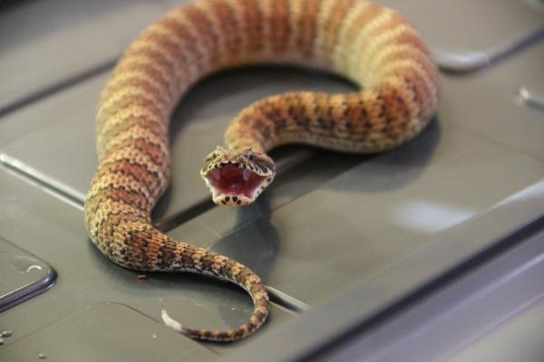 Najbardziej jadowite węże na świecie - australijskie jadowite węże