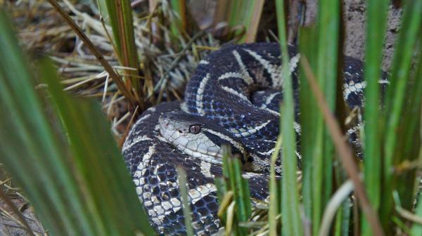 Najbardziej jadowite węże na świecie - jadowite węże z Ameryki Południowej