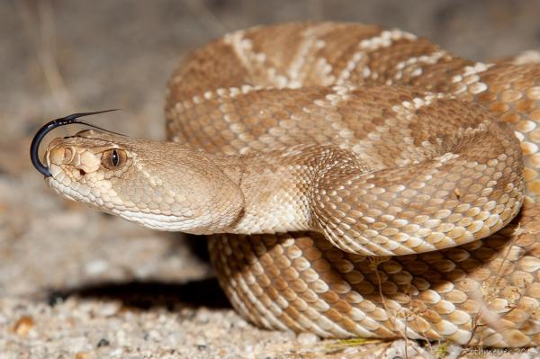 Najbardziej jadowite węże na świecie - jadowite węże z Ameryki Północnej