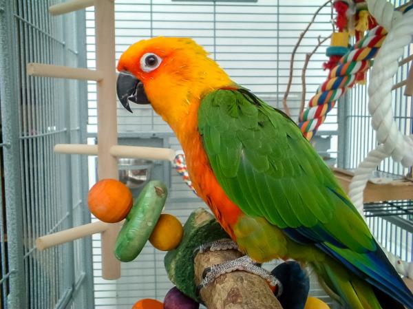 Najlepsze zabawki dla papug — rodzaje zabawek dla papug