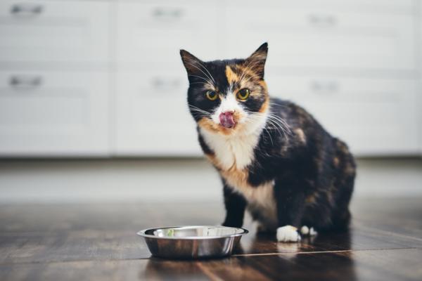 Czy kociak może jeść karmę dla dorosłych kotów?  - Karmienie dorosłych kotów