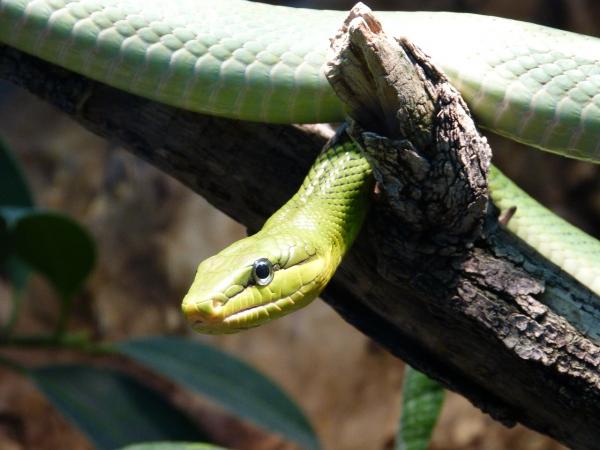 Co powinienem zrobić, jeśli mój wąż nie chce jeść – dlaczego węże przestają jeść?