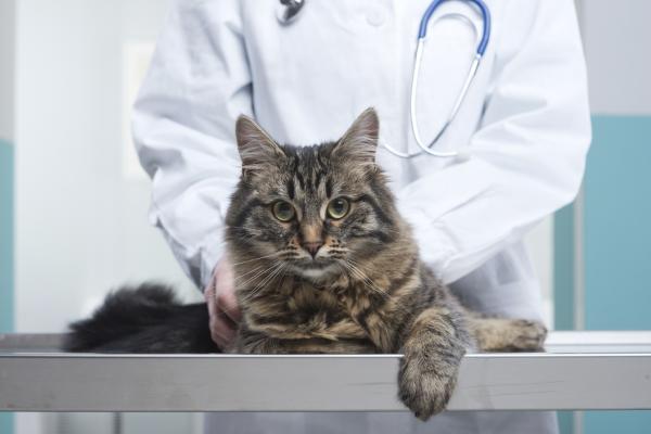 Uspokój nerwowego kota - Twój weterynarz może pomóc
