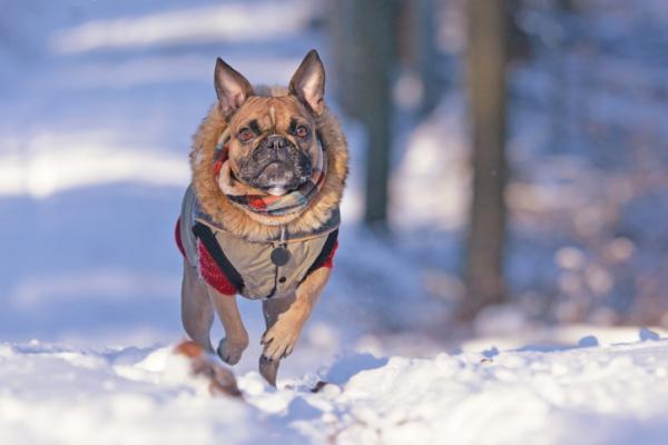 Jak zabrać psa na śnieg?  - Czy psy mogą chodzić na śnieg?