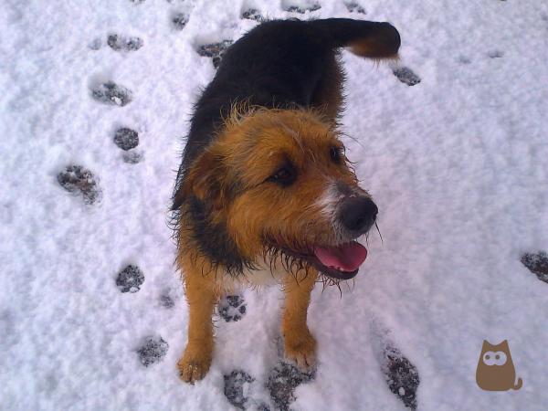 Jak zabrać psa na śnieg?  - Uważaj, gdy pies wraca do domu po spacerze po śniegu