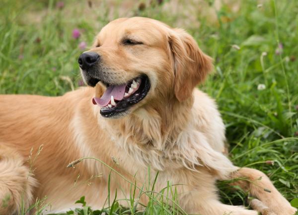 5 najinteligentniejszych psów na świecie - 4. Golden retriever