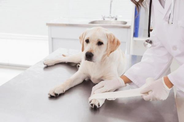 Rany u psów - Pierwsza pomoc - Jak je leczyć? 