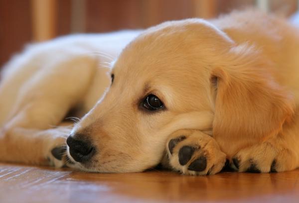 Choroby psów rasy Golden Retriever – inne dziedziczne choroby psów rasy Golden Retriever