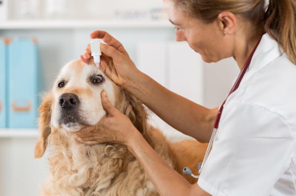 Choroby psów rasy golden retriever - Choroby oczu u golden retrievera