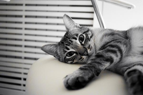 Zespół policystycznych nerek u kotów - Objawy i leczenie - Objawy zespołu policystycznych nerek u kotów