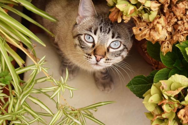 Nerka policystyczna u kotów - objawy i leczenie - Co to jest nerka policystyczna?
