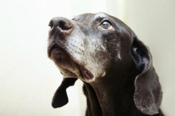 Starzenie się mózgu psów - objawy i przyczyny - pomaga opóźnić starzenie się mózgu psów