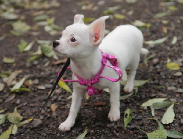 Opieka nad psem albinosem - Przed adopcją psa albinosa ...