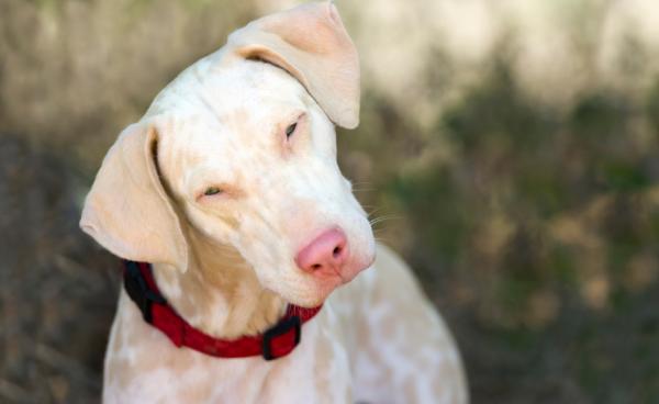 Opieka nad psem albinosem - Dlaczego powinniśmy opiekować się psem albinosem?