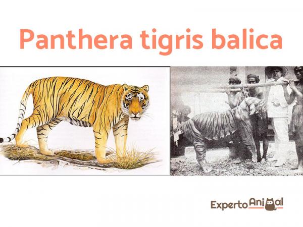 Wymarły gatunek kota - tygrys z Bali
