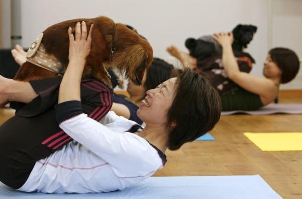Joga dla psów - Ćwiczenia i porady - Czym jest joga dla psów?