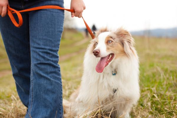 Naucz mojego psa krok po kroku schodzić ze smyczy - Czy Twój pies zazwyczaj chodzi na smyczy?