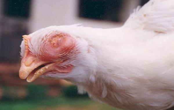 Choroby drobiu - Coryza zakaźna ptaków