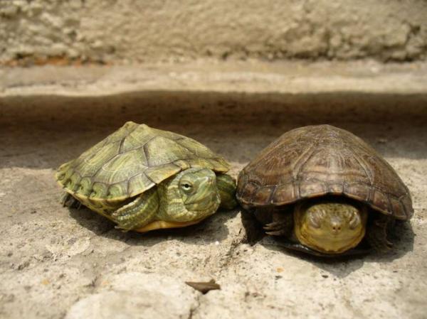 Pielęgnacja żółwi wodnych — temperatura i światło słoneczne dla żółwi wodnych 