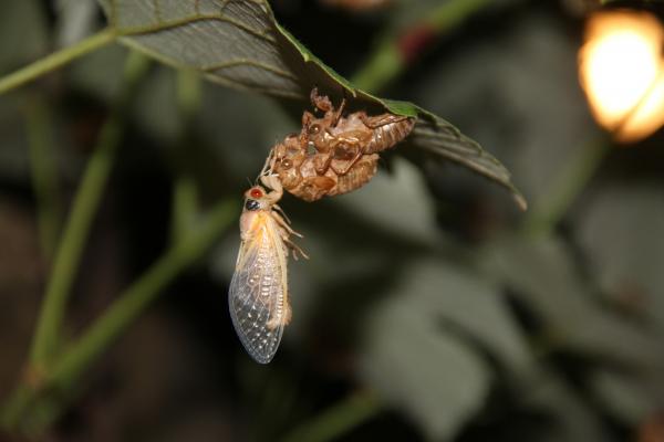 Charakterystyka owadów - Metamorfoza i wzrost owadów