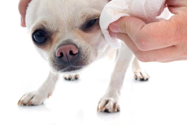 Czy mogę oczyścić oczy mojego psa rumiankiem?  - Jak czyścić oczy mojego psa rumiankiem?