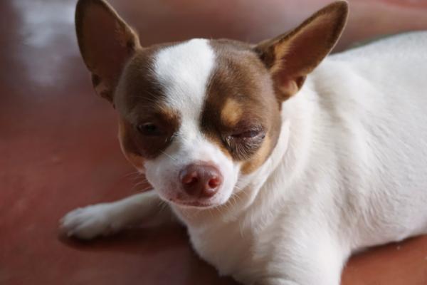 Czy mogę oczyścić oczy mojego psa rumiankiem?  - Kiedy czyścić oczy mojego psa rumiankiem?