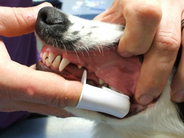 Różne sposoby czyszczenia zębów psa - 2. Nakładka na szczoteczkę