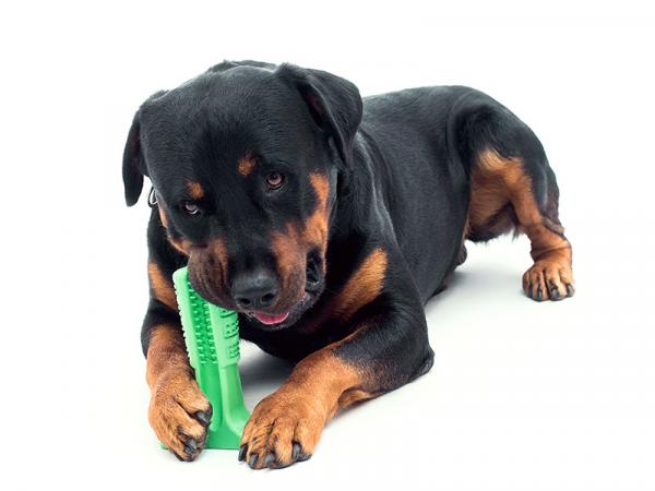 Różne sposoby czyszczenia zębów psa - 3. Bristly - Zabawka dentystyczna dla psów