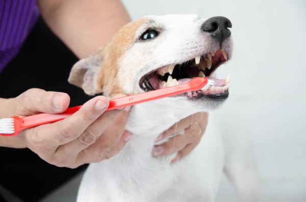Różne sposoby czyszczenia zębów psa - 1. Szczoteczka do zębów dla psa