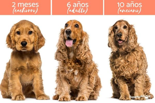 Jak psy się starzeją?  - Etapy życia psów
