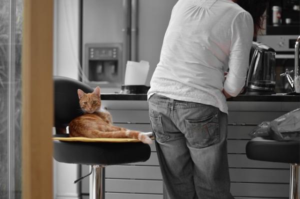 Wskazówki dotyczące zmatowionej sierści kota – jedzenie też pomaga