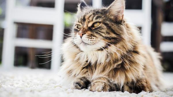 Wskazówki dotyczące matowej sierści u kotów - Niezawodne wypadanie sierści