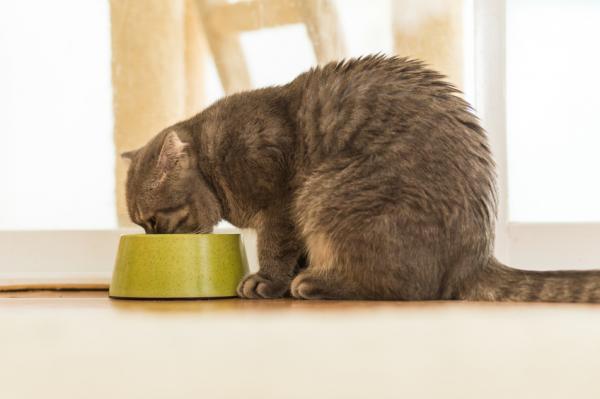 Jak wykryć niedobory żywieniowe u kota - Nieodpowiednie karmienie