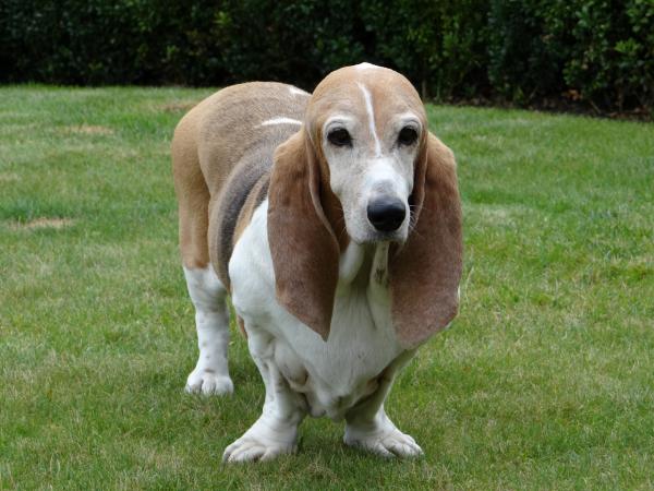 Rasy psów, które najbardziej pachną - 6. Basset hound