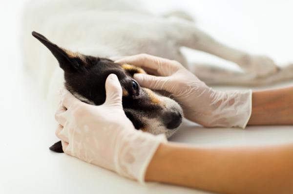 Udar cieplny u psów - Objawy i leczenie - Pierwsza pomoc i leczenie