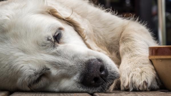 Udar cieplny u psów - Objawy i leczenie - Objawy udaru cieplnego u psów