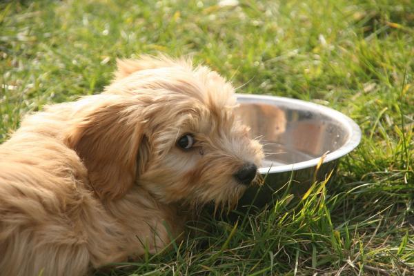Udar cieplny u psów - Objawy i leczenie - Jak zapobiegać udarowi cieplnemu u psów