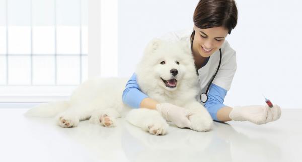 Jak interpretować badanie krwi u psów?  - Analizy kliniczne i ich interpretacja