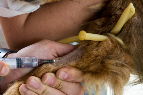 Jak interpretować badanie krwi u psów?  - Znaczenie pełnego badania krwi u psów