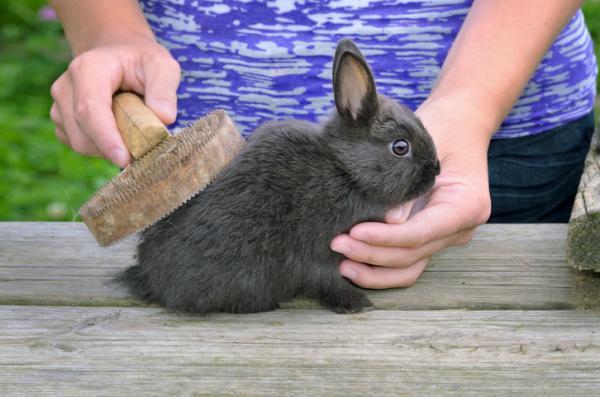 Jak wypada sierść u królików?  - Ryzyko wypadania włosów u królików