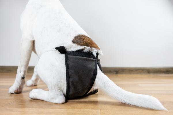 Jak odpędzić psy od suki w rui - Pieluchy dla psów w rui