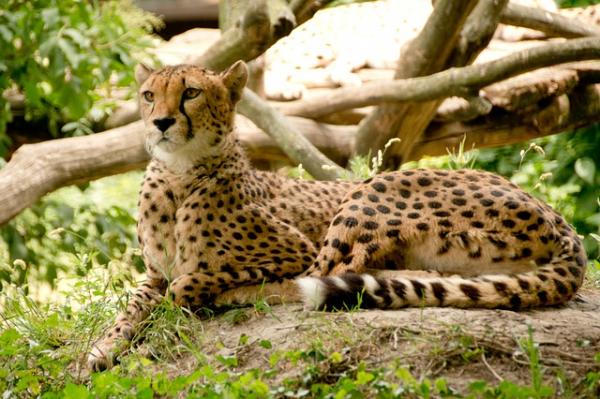 10 najszybszych zwierząt na świecie - 2. Gepard czy Gepard