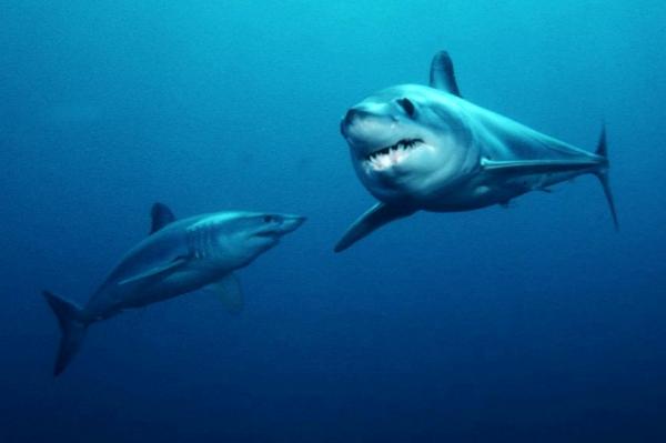 10 najszybszych zwierząt na świecie - 5. Mako Shark