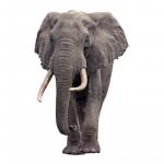 1629624071 520 Afrykanski slon sawannowy