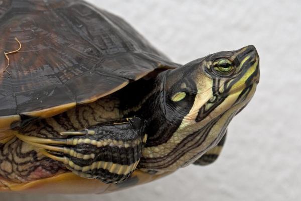 Gatunek żółwia słodkowodnego — żółw żółtouszny